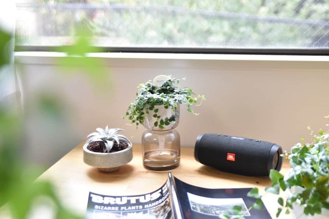 LOVEGREEN -植物と暮らしを豊かに。さんのインスタグラム写真 - (LOVEGREEN -植物と暮らしを豊かに。Instagram)「［植物のある空間で］ . 音楽を聴きながら、お気に入りの雑誌に夢中になる至福のとき。 . 午後になるときれいな光が入ってくる窓辺。 そこが一番のリラックスできる場所だったり。 . お家の中のちょっぴり特別な場所って みなさんにもあるのではないでしょうか😉 . お気に入りの場所だからこそ、 インテリアをもっとおしゃれにしたいとか、 もっと心地良い空間にしたいなぁ… なんて思ったり。 . . そんなとき、 おすすめなのが「植物」🌱 . 見慣れたいつもの場所に植物をプラスしてみませんか？ . ふとした瞬間目に飛び込んでくる、グリーンの「癒し」。 植物が加わることで、心地良さがさらにアップすることでしょう。 . LOVEGREEN STOREでは暮らしを豊かにしてくれる観葉植物をたくさん取り扱っています。 詳しくは @lovegreen_official のURLからご覧ください🌿 . . #フィカスプミラミニマ #ディッキア #音楽 #music #雑誌 #brutus #観葉植物 #観葉植物 #観葉植物のある暮らし #グリーンのある暮らし #インドアグリーン #緑のある生活 #観葉植物初心者 #植物 #植物のある暮らし #植物のある生活 #植物と暮らす #植物が好き #シンプルな暮らし #シンプルライフ #暮らしを楽しむ #日々の暮らし #インテリア植物 #インテリアグリーン  #ナチュラルインテリア #賃貸インテリア #観葉植物インテリア #趣味 #男前インテリア #珍奇植物」8月31日 21時00分 - lovegreen_official