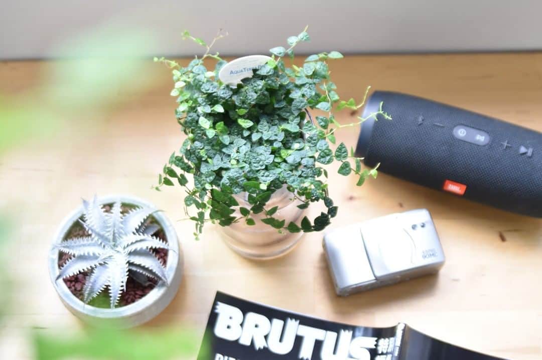 のインスタグラム：「［植物のある空間で］ . 音楽を聴きながら、お気に入りの雑誌に夢中になる至福のとき。 . 午後になるときれいな光が入ってくる窓辺。 そこが一番のリラックスできる場所だったり。 . お家の中のちょっぴり特別な場所って みなさんにもあるのではないでしょうか😉 . お気に入りの場所だからこそ、 インテリアをもっとおしゃれにしたいとか、 もっと心地良い空間にしたいなぁ… なんて思ったり。 . . そんなとき、 おすすめなのが「植物」🌱 . 見慣れたいつもの場所に植物をプラスしてみませんか？ . ふとした瞬間目に飛び込んでくる、グリーンの「癒し」。 植物が加わることで、心地良さがさらにアップすることでしょう。 . LOVEGREEN STOREでは暮らしを豊かにしてくれる観葉植物をたくさん取り扱っています。 詳しくは @lovegreen_official のURLからご覧ください🌿 . . #フィカスプミラミニマ #ディッキア #音楽 #music #雑誌 #brutus #観葉植物 #観葉植物 #観葉植物のある暮らし #グリーンのある暮らし #インドアグリーン #緑のある生活 #観葉植物初心者 #植物 #植物のある暮らし #植物のある生活 #植物と暮らす #植物が好き #シンプルな暮らし #シンプルライフ #暮らしを楽しむ #日々の暮らし #インテリア植物 #インテリアグリーン  #ナチュラルインテリア #賃貸インテリア #観葉植物インテリア #趣味 #男前インテリア #珍奇植物」