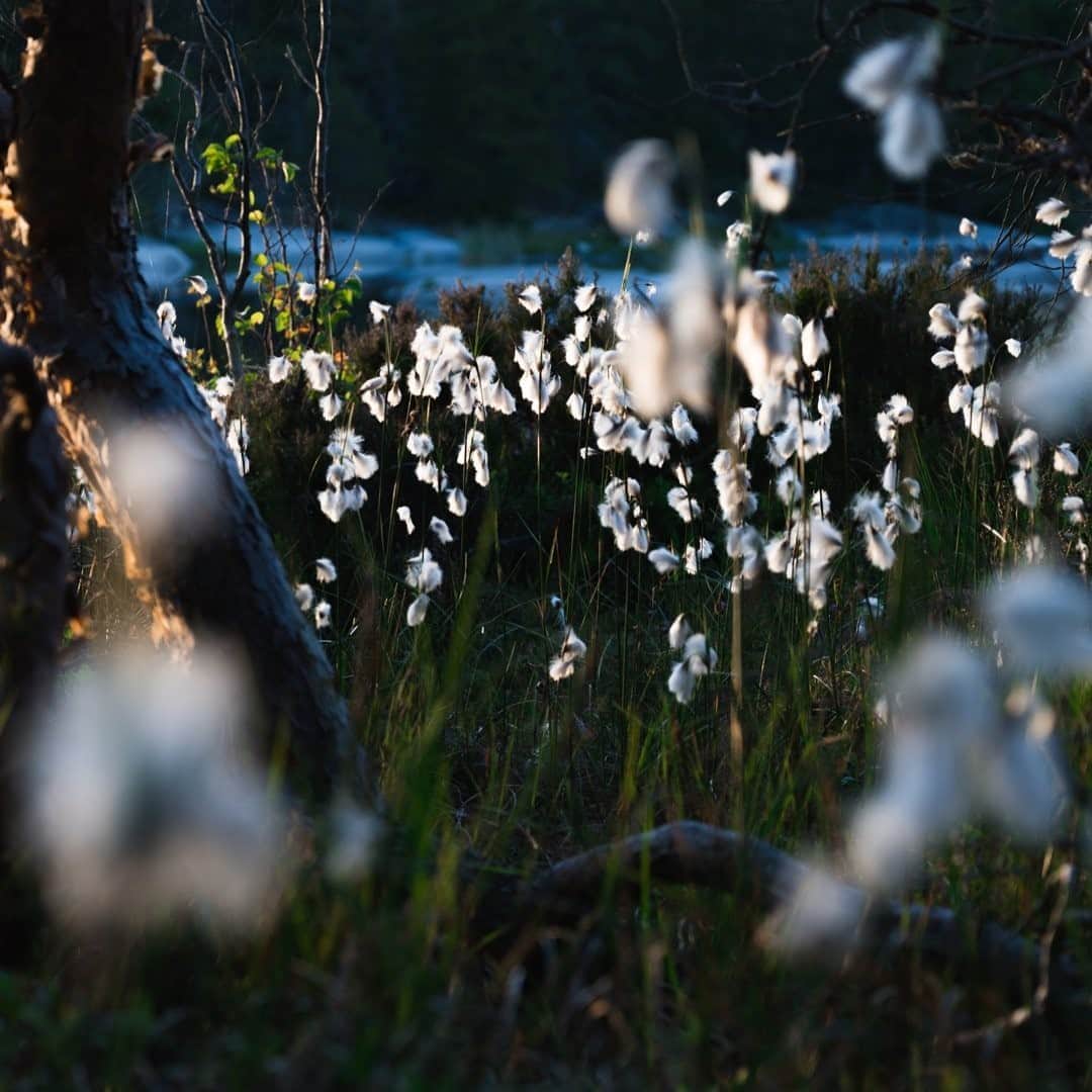 National Geographic Travelさんのインスタグラム写真 - (National Geographic TravelInstagram)「Photo by @MartinEdstrom  Fields of cotton grass grow in the Stockholm archipelago. ⁠It feels like home to me. Where else in the world do you have these growing close to home?  #exploringhome #sweden」8月31日 21時08分 - natgeotravel