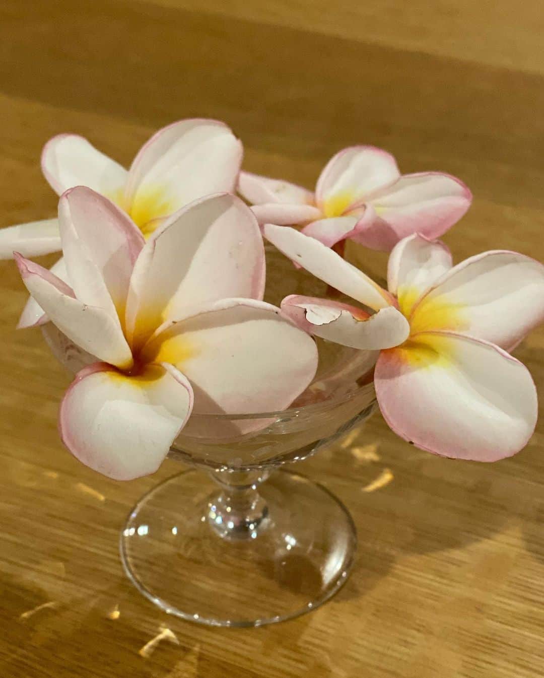 熊谷真実さんのインスタグラム写真 - (熊谷真実Instagram)「プルメリアは義母からのプレゼント。 お花が咲いていて本当に可愛い。 落ちたお花をグラスに入れたら見事にまた咲いてくれた。 嬉しいな。ありがたいな。お母さんありがとうございます。 #熊谷真実#観葉植物#プルメリア #可愛いね#生き生きしてる#ずーっとみてられる  @flowerandesignsowaka」8月31日 21時35分 - mami_kumagai310