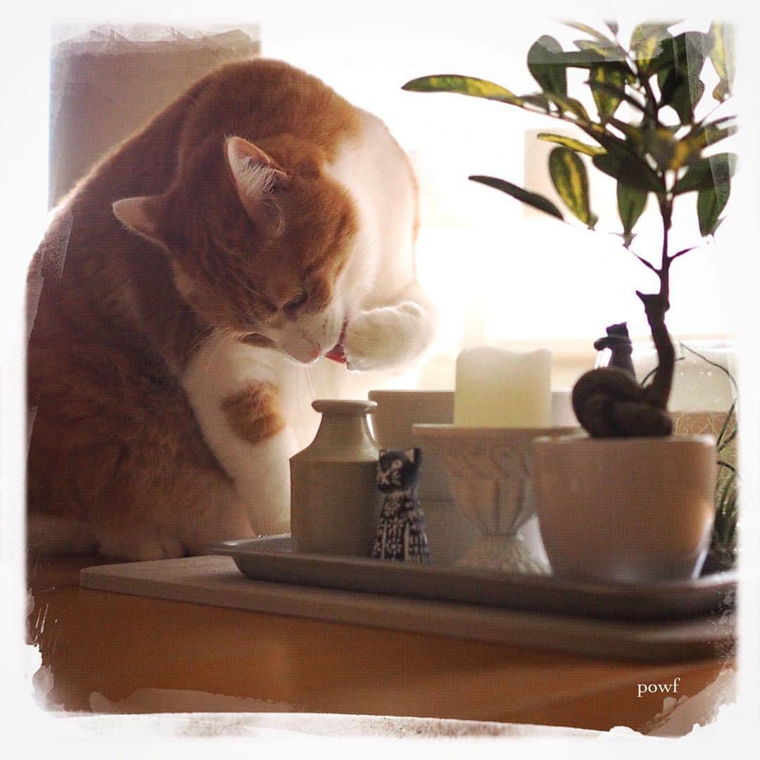 anemone_69のインスタグラム：「. #ハカセとキョウジュ #茶トラ白 #茶白 #cat #猫 #保護猫 . #DreamCanvas_powf . . .」