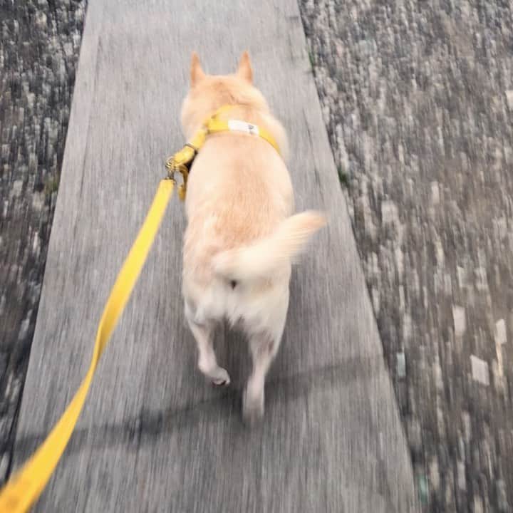 パンといっぴきのインスタグラム：「涼しかったのでよく歩きました。  #元保護犬 #雑種犬 #crossbreed #mixdog #キップル14歳」
