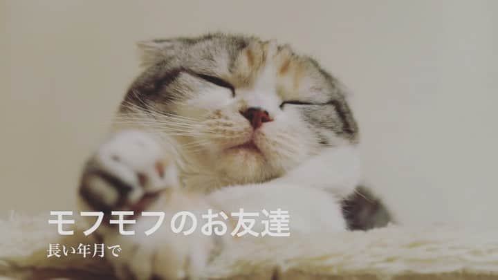 takegaeruのインスタグラム：「このタイミングで😭 なんかiPhoneの中の人に心を見透かされてるみたいです( ^ω^ ) 定期的に自動生成される動画ですが素材が良いのか毎度良い出来です（笑  #モフモフのお友達  ##cat #猫 #ragdoll #ラグドール #ホワイトポッチーズ #よもねこ #よもぎねこ #キジトラ #きじとら  #scottishfold #スコティッシュフォールド #三毛スコ友の会」