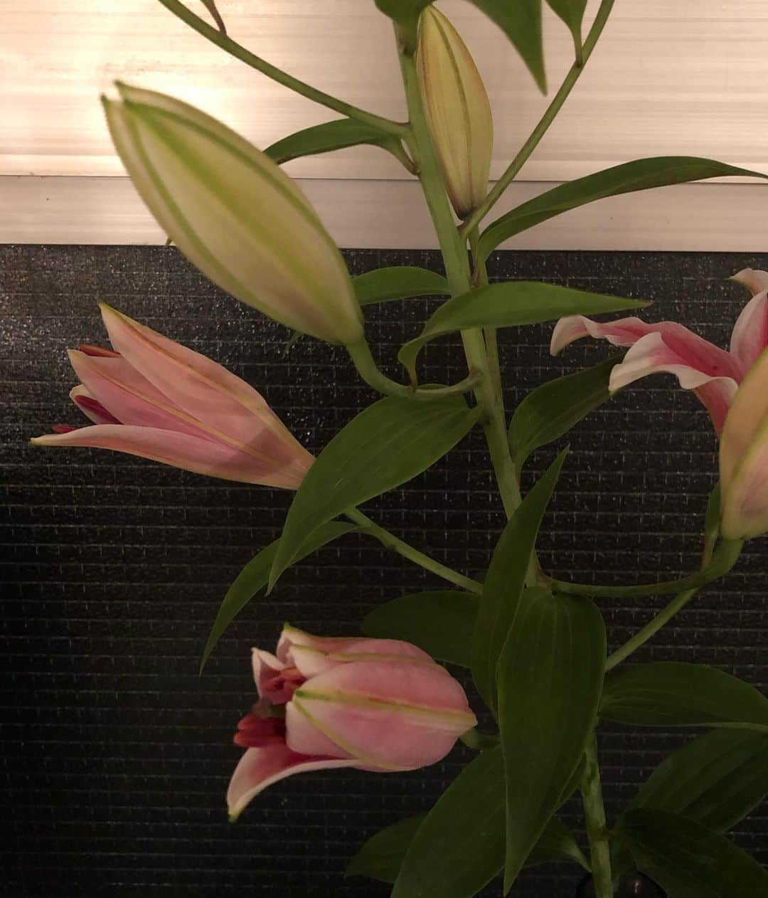 角舘健悟さんのインスタグラム写真 - (角舘健悟Instagram)「blooming🙂 みんなは何の花が好き？」8月31日 22時18分 - kengokakudate