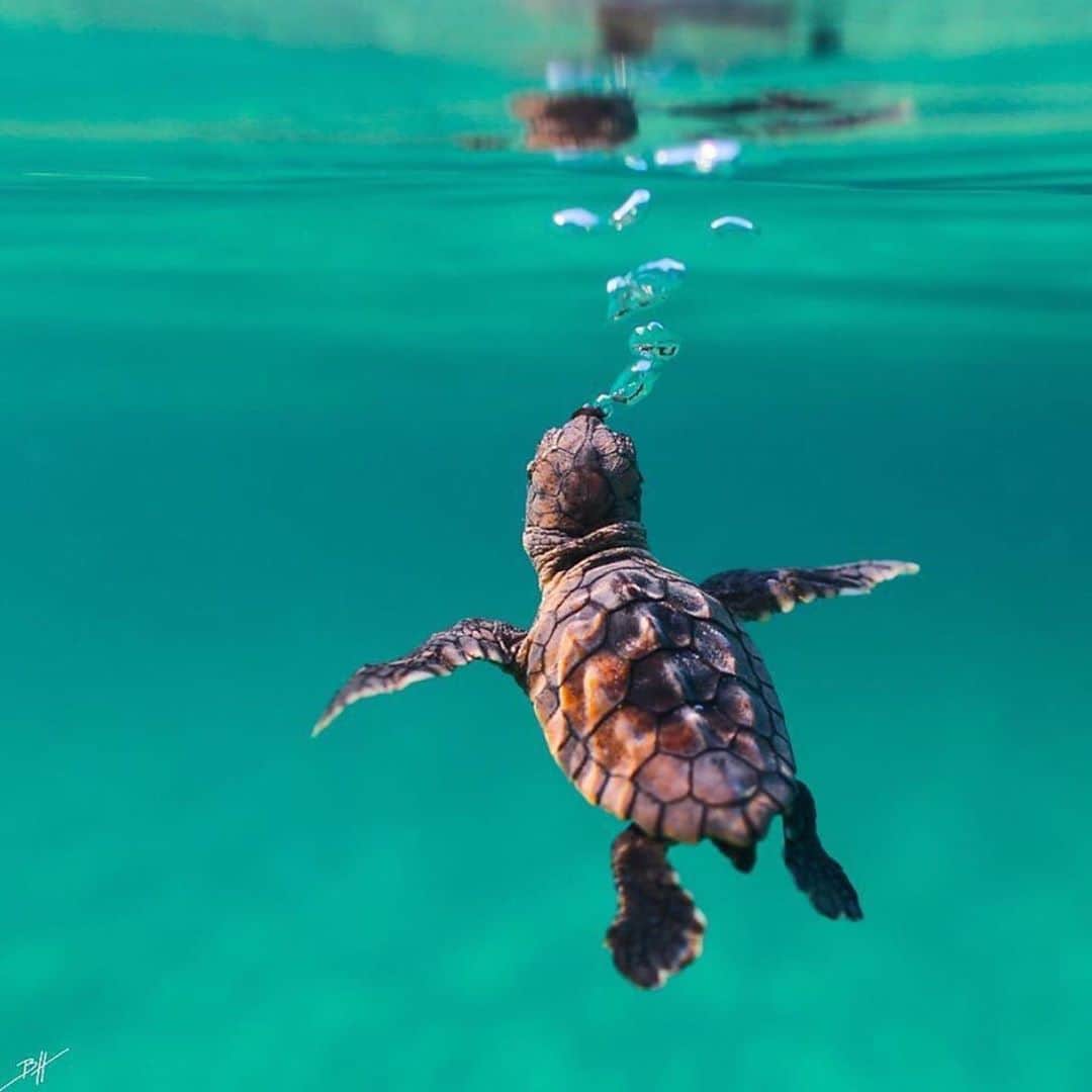 animalsさんのインスタグラム写真 - (animalsInstagram)「Comment "turtle" in your language 🐢 Photos by: @benjhicks  Share this with a friend 💙」8月31日 22時19分 - babyanmlpics