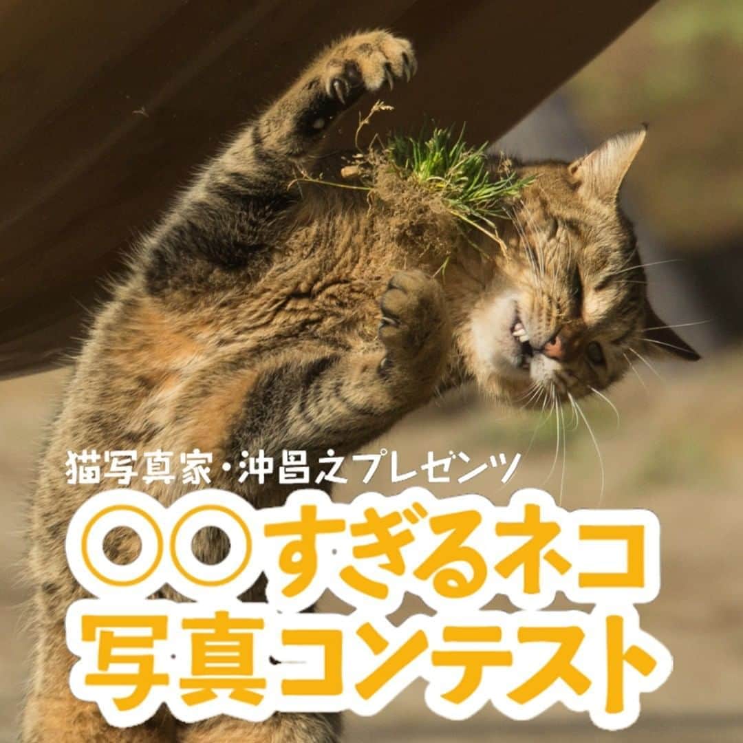 Masayukiさんのインスタグラム写真 - (MasayukiInstagram)「【本日締め切り！】 通販生活® 「〇〇すぎる」ネコ写真コンテスト8月のコンテストの締切日は 本日 8月31日になりますー。  入選すると 必死すぎるネコステッカーをプレゼント、かわいい！  通販生活　沖昌之で ネットで検索していただければ投稿ページに行けると思います。 お手数をおかけしますが、どしどしご応募お待ちしております！ よろしくお願いいたします。  #cat #ねこ #通販生活」8月31日 22時22分 - okirakuoki