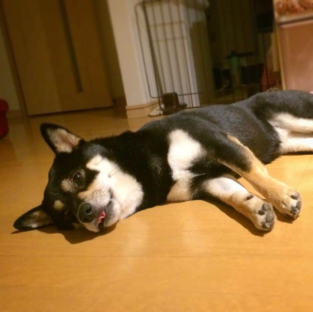 vo_coのインスタグラム：「🐾 写真アプリが教えてくれた6年前のこたつが可愛かった件  Kotatsu,6 years ago  #アントキのこたつ #shibastagram #instashiba #shiba #shibainu #黒柴 #柴犬」