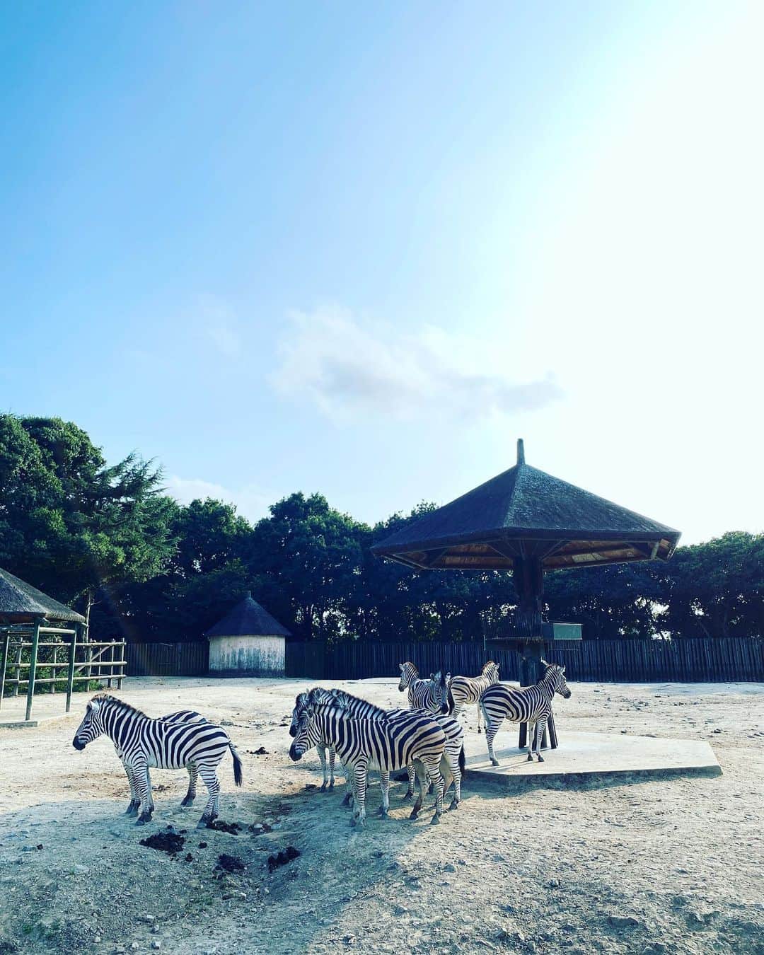 MACKA-CHINのインスタグラム：「八月の終わり　としまえん　じゃなくて　東武動物公園　🌍　人間だけじゃないんだよなぁ〜　よつお」