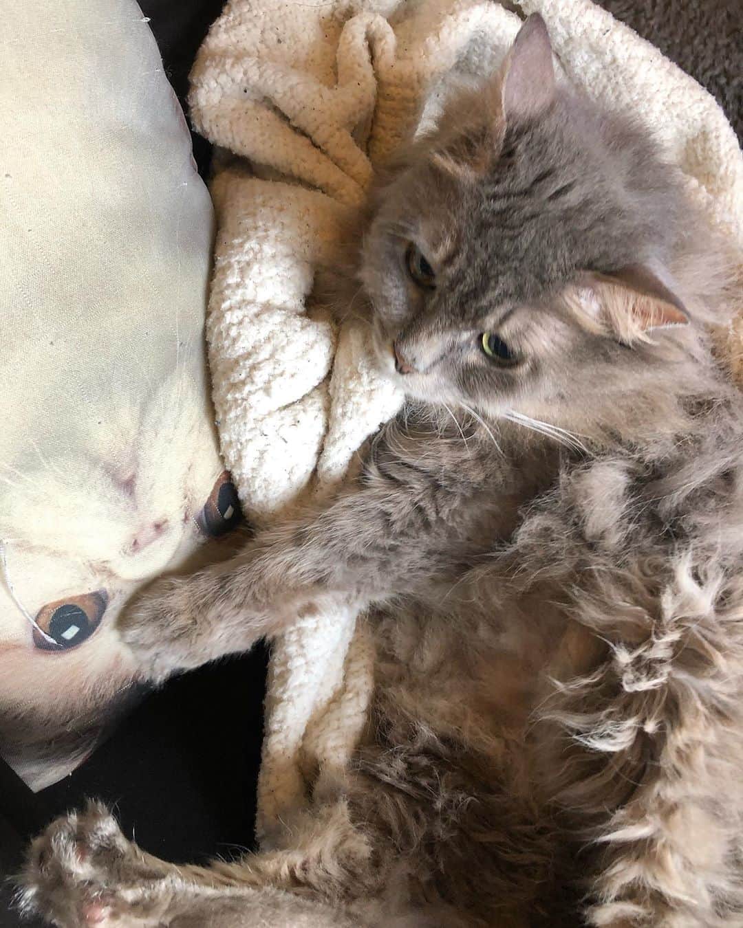北岡りえのインスタグラム：「猫×猫クッション💭年季が😹  8月最終日。 だいすきな秋支度を🍁」