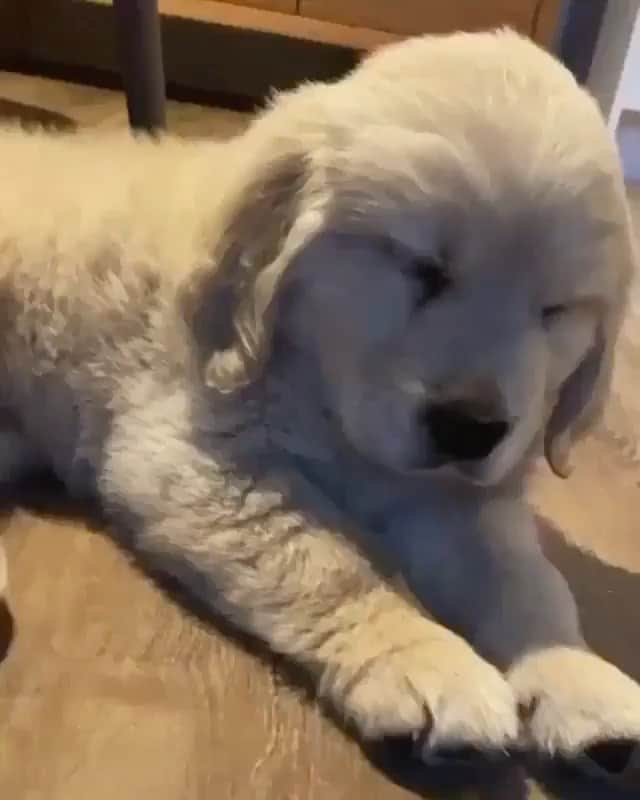 The Critter Havenのインスタグラム：「So sleepy Video by @ace.thegoldy  #TheCritterHaven」