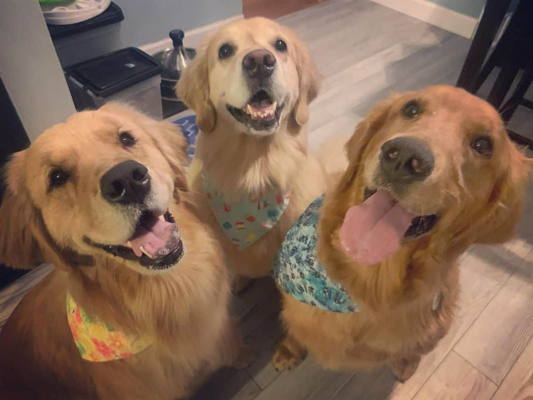 モヒートさんのインスタグラム写真 - (モヒートInstagram)「All of us got hair cuts yesterday-don’t we look great?! Mom was so proud of Killian-he was so brave and absolutely loves his spa day. Thanks Mrs Christa!!!!! #newhairwhodis #haircut   ------------------------------- #chewy #goldensofig #goldenretriever  #goldenretrieversofinstagram #betterwithpets #dogsofig  #dogsofinstagram #fluffypack #gloriousgoldens #welovegoldens #ilovemydog #goldenlife #bestwoof #ProPlanDog #ilovegolden_retrievers #mydogiscutest #retrieversgram #dogsofcle」8月31日 23時13分 - mojito_rose_family