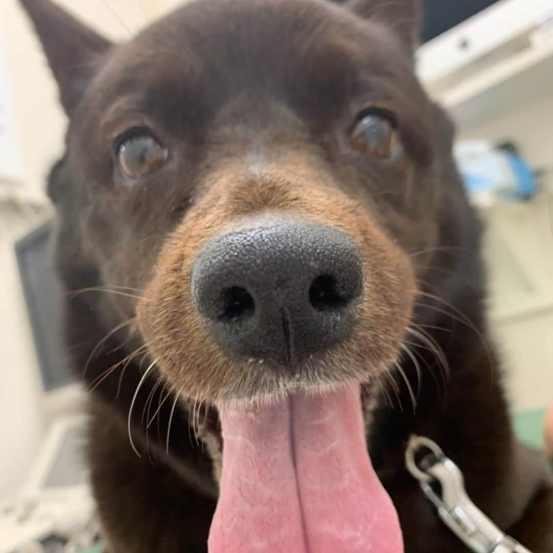 山本里美のインスタグラム：「犬種はわからないけど、うちの子も大好き🖤🖤🖤」