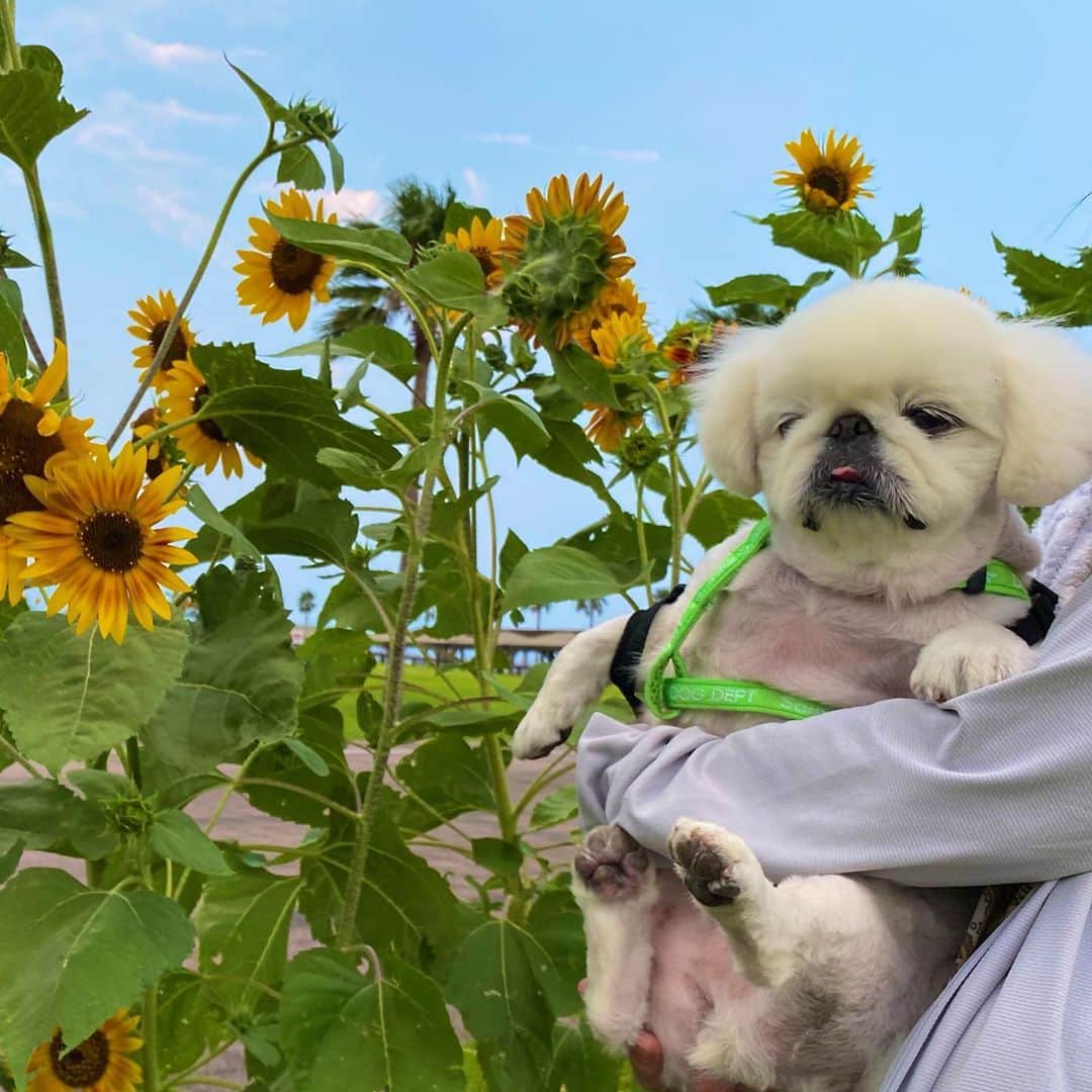 こなつのインスタグラム：「夏が終わっちゃう🌻🍉🐳👒 Last summer🐝」