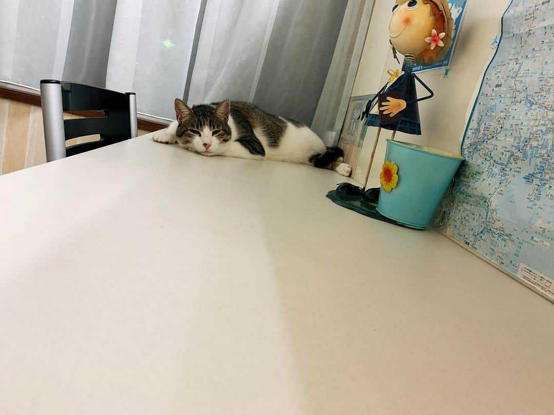 清水由紀さんのインスタグラム写真 - (清水由紀Instagram)「おやすみにゃさい🌙 .  #ねこ #猫 #🐱」8月31日 23時18分 - shimizu_yuki_official_