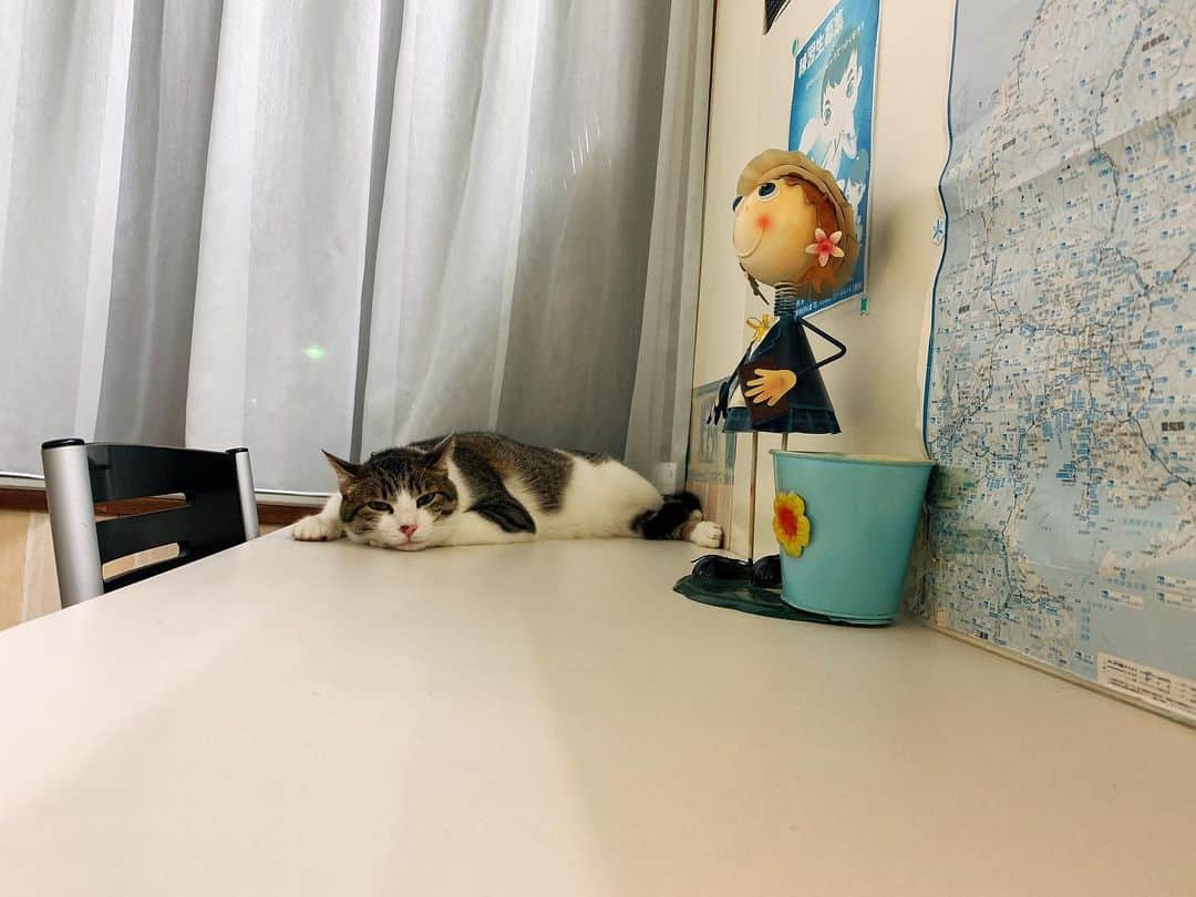 清水由紀さんのインスタグラム写真 - (清水由紀Instagram)「おやすみにゃさい🌙 .  #ねこ #猫 #🐱」8月31日 23時18分 - shimizu_yuki_official_