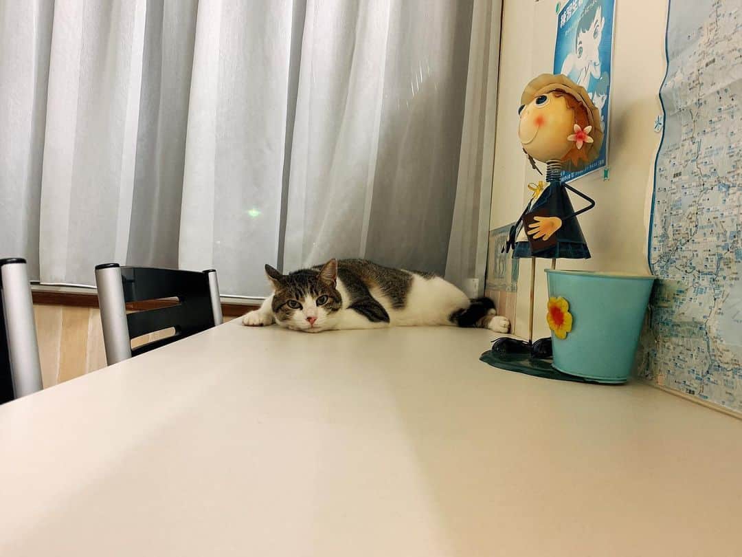 のインスタグラム：「おやすみにゃさい🌙 .  #ねこ #猫 #🐱」