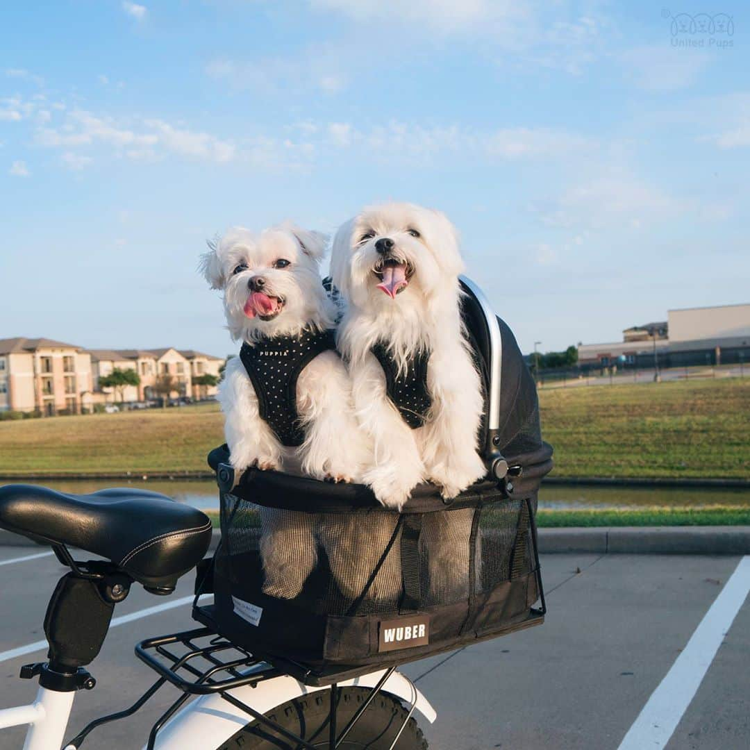 hi.arodさんのインスタグラム写真 - (hi.arodInstagram)「When your dog requests an Uber... 🤓 ・・  Bicycle Carrier DIY howto:  https://youtu.be/4NkgfBTcQ7U ・・   #letsride#bike#biker#bikingwithdogs#uber#wuber#pawsup#roadbiking#quarantinelife @lectricebikes #lectricebikes#electricbike#ride#bikeoftheday#bicycle#ridemore#instabike#dogday#bikesofinstagram#happydogs#happydoglife#happydoghappylife#maltipoo#morkie#malteseofficial#malteselover#malteselovers#Maltesers#malteseofinstagram#maltesedog#maltese」8月31日 23時27分 - hi.arod