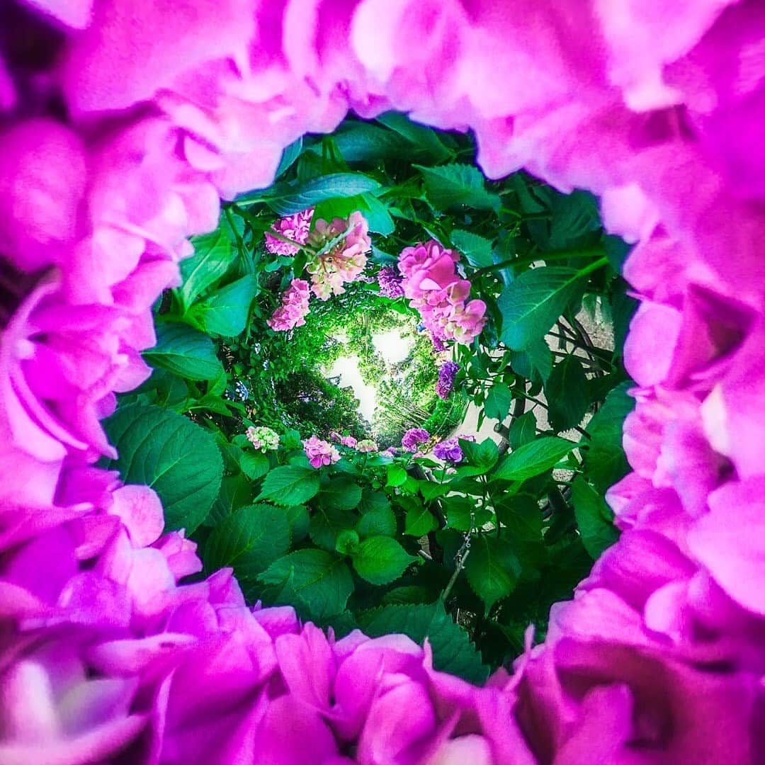 Official RICOH THETAさんのインスタグラム写真 - (Official RICOH THETAInstagram)「Some #MondayMotivation to get outside and explore the nature around you 🌸 Your floral 360º shots can look this vibrant and professional using our THETA cameras.  📸: @yoshiki_fujiwara . . . . . #ricohusa #ricoh #ricohimaging #theta360 #lifein360 #360camera #photooftheday #picoftheday #flowerphotography #naturephotography #floralphoto #floralphotography #flowers #flowerstagram #japanphotography #japan #japanlife」8月31日 23時40分 - theta360official