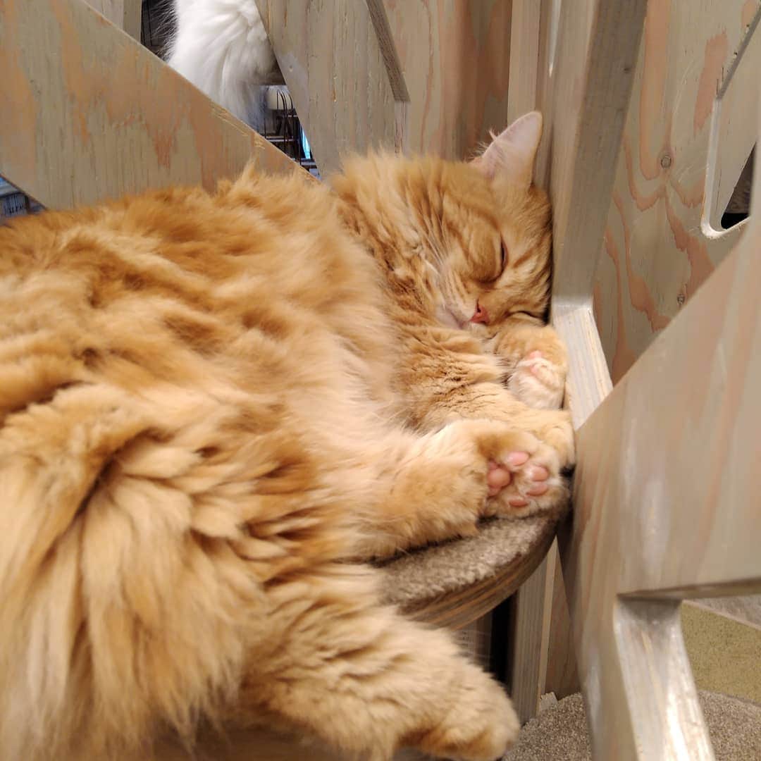渡辺彩乃さんのインスタグラム写真 - (渡辺彩乃Instagram)「にゃあ〜〜猫カフェ最高💕💕💕  見てこの愛すべき寝顔…  友達に撮ってもらった写真も嬉しすぎて目がほっそい笑😸  少ししかいられなかったんだけど、めちゃめちゃ満たされました🥰 かわいすぎるので何度でも通う、ネコグルイ(ΦωΦ)  #ねこ #ねこのいる生活 #ネコ #猫 #猫好きさんと繋がりたい #猫カフェ」8月31日 23時35分 - nyaao_craveit
