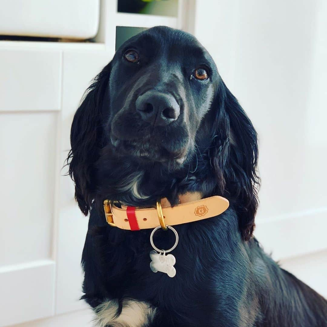 グレンソンさんのインスタグラム写真 - (グレンソンInstagram)「Woof! looking very smart in our handmade collar - thank you @richardsgale for sharing ⁠ ⁠ ⁠ #dogsingrenson #dogsofinstagram #dogcollars #grensonaccessories #cockerspaniel #cockerspanielsofinstagram #thegoodshoe」8月31日 23時45分 - grensonshoes