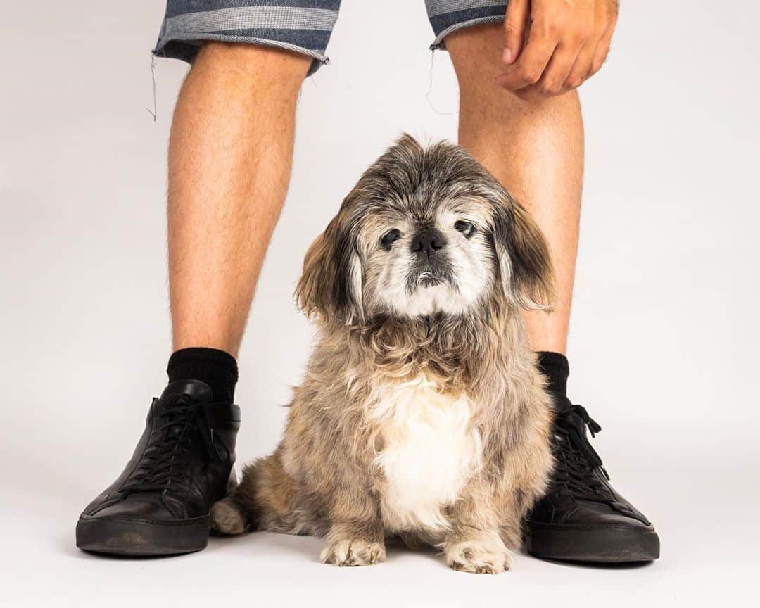 The Dogistさんのインスタグラム写真 - (The DogistInstagram)「RIP Chewlia Louis Dreyfus, Shih Tzu (13 y/o), The Dogist Studio, Brooklyn, NY • “She was a stray in upper Manhattan and rescued by @fosterdogs. I’ve had her for about two years. She came with the name Chewbacca because she makes Chewbacca noises. She only barks when she’s humped and I’ve never heard her fart. She’s a lady.” @chewlialouisdreyfus passed away peacefully over the weekend. Thank you Chewlia for the licks and laughs!」9月1日 0時00分 - thedogist