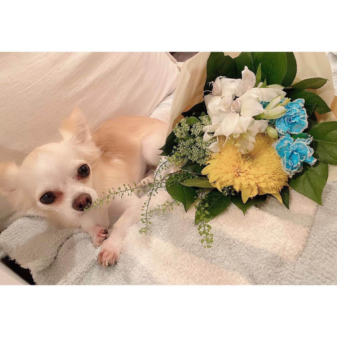 堀尾実咲のインスタグラム：「HAPPY BIRTHDAY ロア🐰🎂🎉  大切な大切なロア☺️ あっという間に3歳だね！ ちっちゃい身体も おっきなお耳も 少し気難しいところも ワガママちゃんなところも 全てが愛おしい🤍  この先もあなたが 幸せを感じられる毎日で ありますように✨  ママとロイが ずっとずっと 側にいるね☺️🐻  だいすきよロア💖  #愛犬 #チワワ #お誕生日」