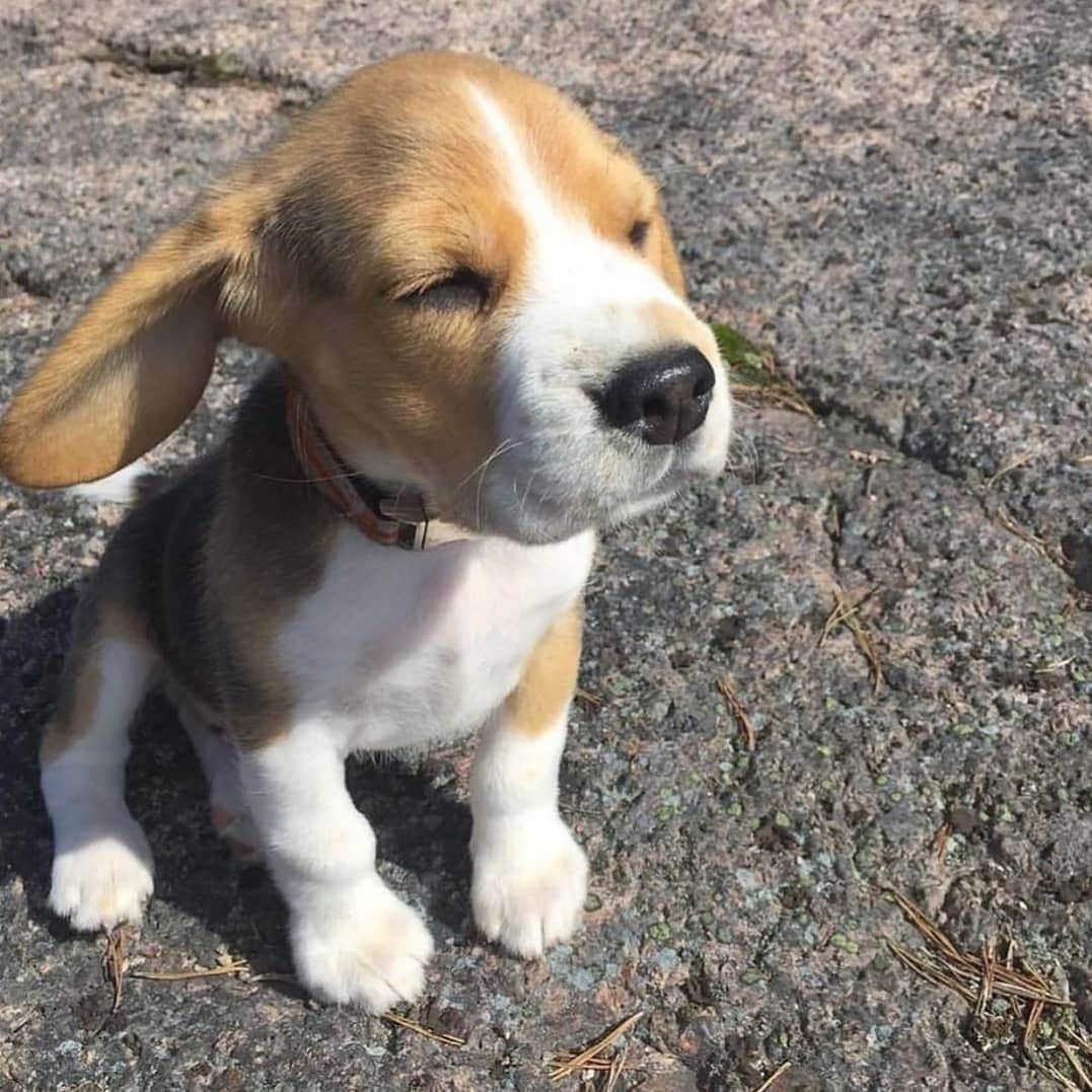 のインスタグラム：「So cute 🐶 By @beagleboos」