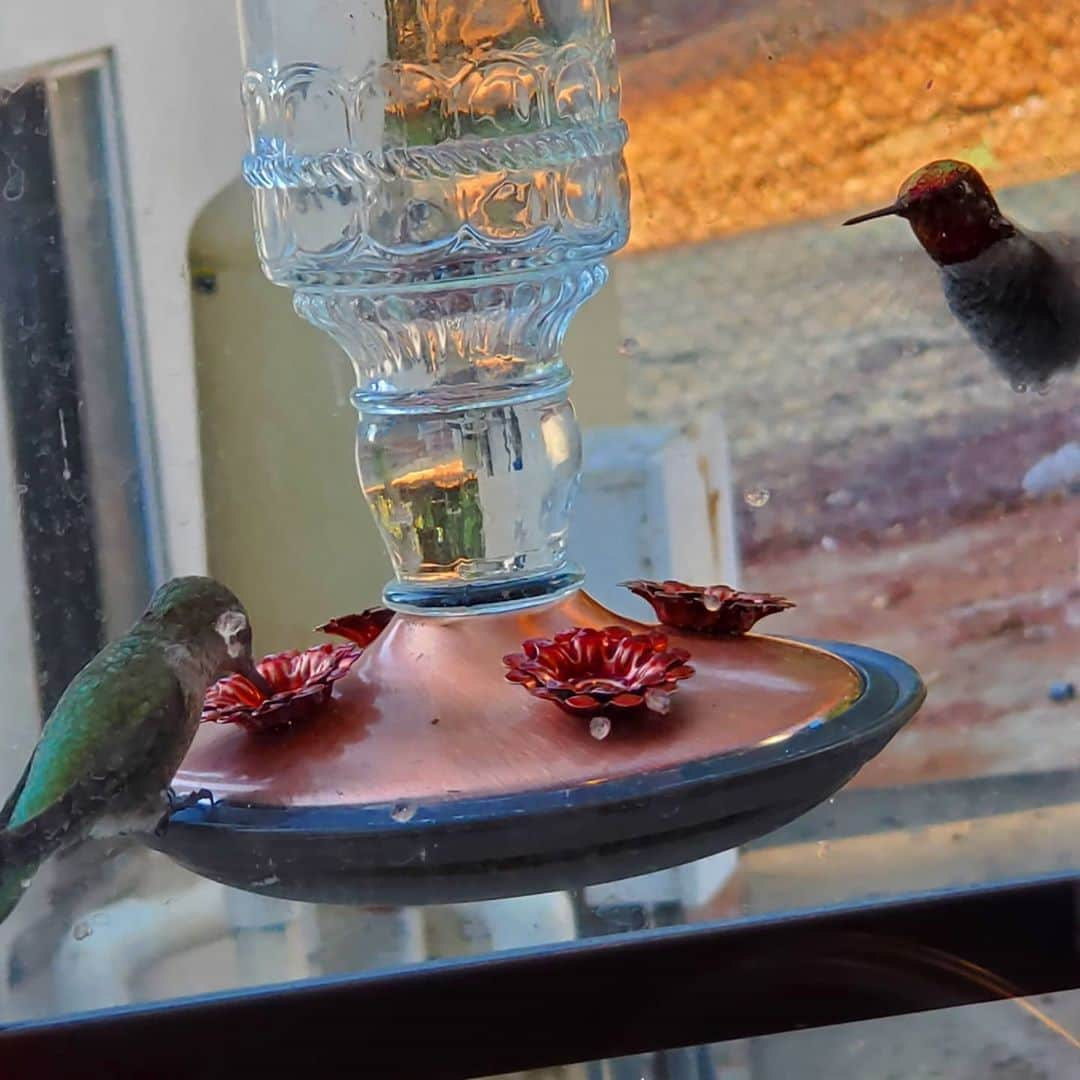 ガソリングラマーさんのインスタグラム写真 - (ガソリングラマーInstagram)「These little guys make life's disappointments and hardships a little bit better😏 #HUMMINGBIRD #hummingbirds #HUMMINGBIRDEMPIRE #ilovehummungbirds #HUMMINGBIRDMAFIA #shadowhills #THANKYOU #thankful #grateful #hummingbird #rubythroatedhummingbird  #annashummingbird  #rufoushummingbird」9月1日 0時37分 - gasolineglamour