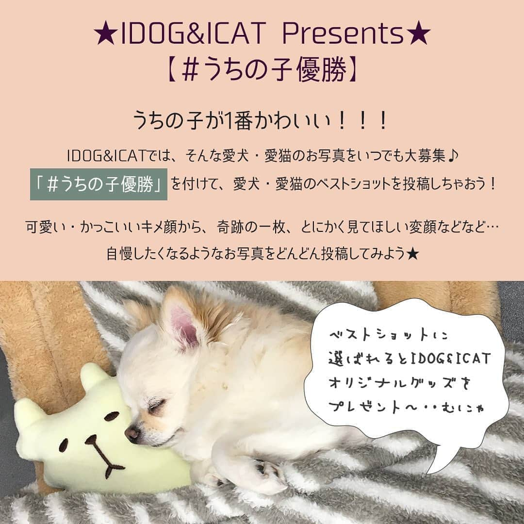 iDog&iCatのインスタグラム