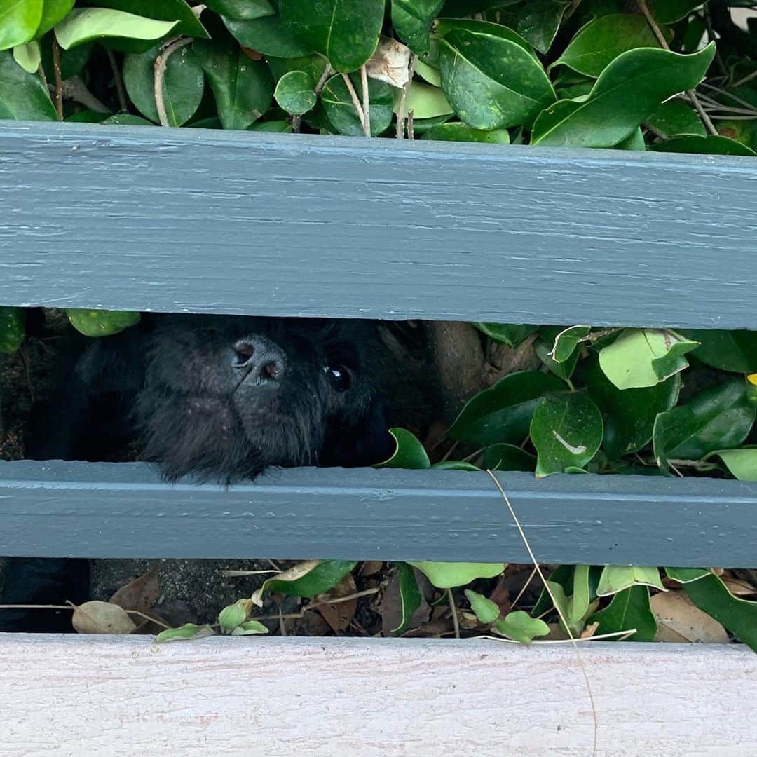 クラーク・グレッグのインスタグラム：「Welcome home   photo by @stellagregg」