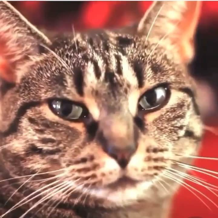 デヴィッド・スペードのインスタグラム：「I stole this off the Internet. It made me laugh. 2nd meow is the best.」