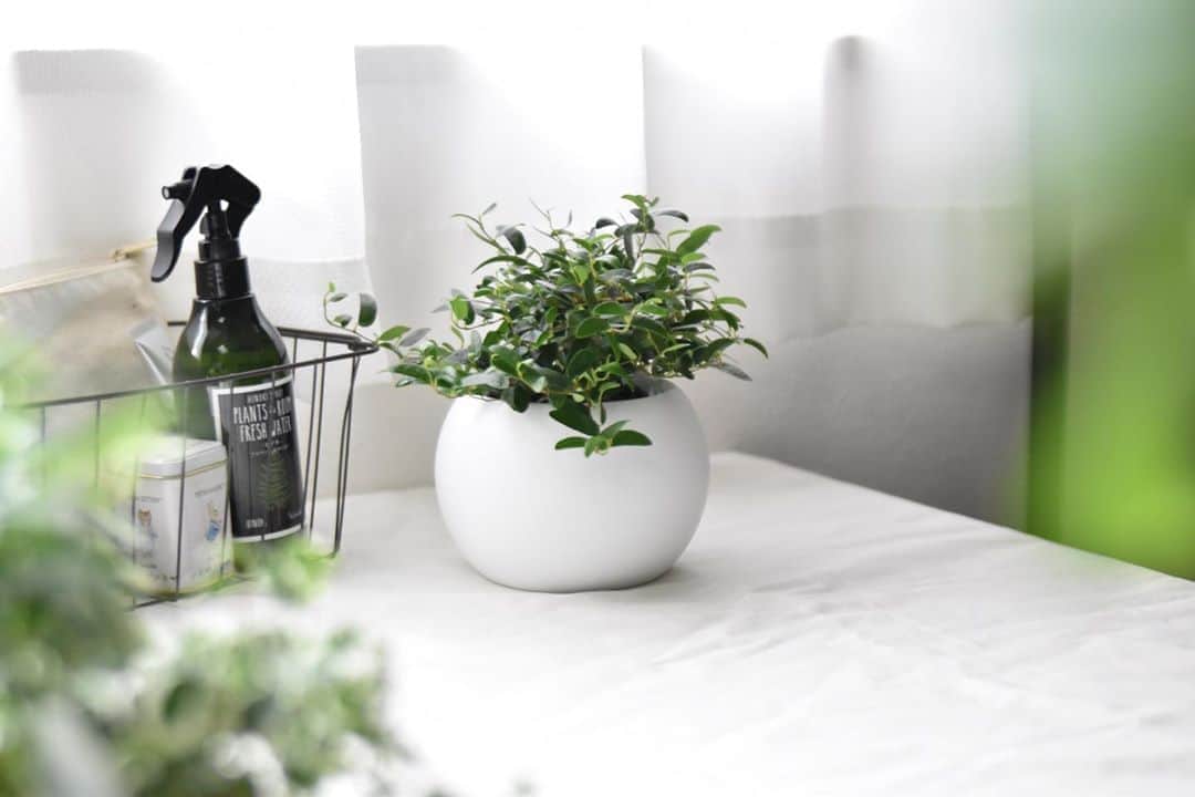 LOVEGREEN -植物と暮らしを豊かに。のインスタグラム