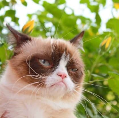 Grumpy Catさんのインスタグラム写真 - (Grumpy CatInstagram)「#grumpycat  .  .  .  .  . #catsofinstagram #cats #catstagram #grumpycats」9月1日 10時56分 - realgrumpycat