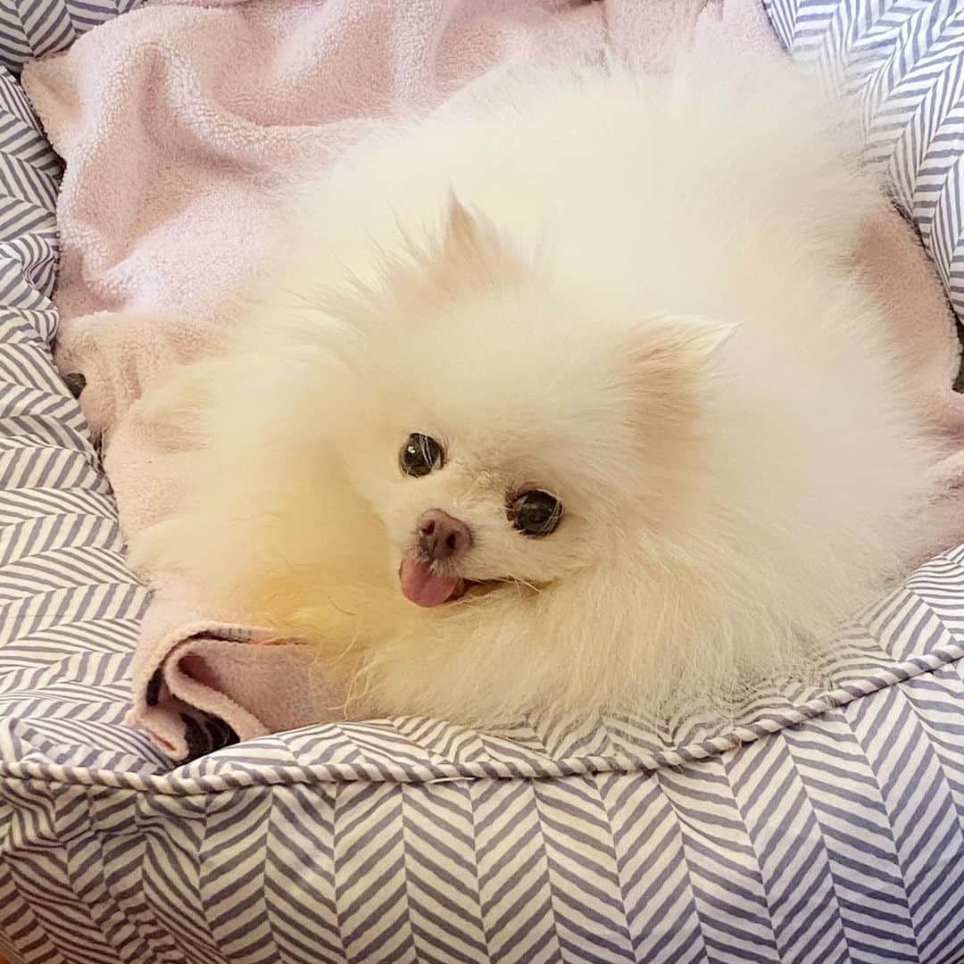 JEWELのインスタグラム：「Good morning!i have a new bed i hope Pancake would not try to stink it up again 🙄🙏🏻❤️🐶 #weeklyfluff #fluffy #dogsofinstagram #buzzfeedanimals」