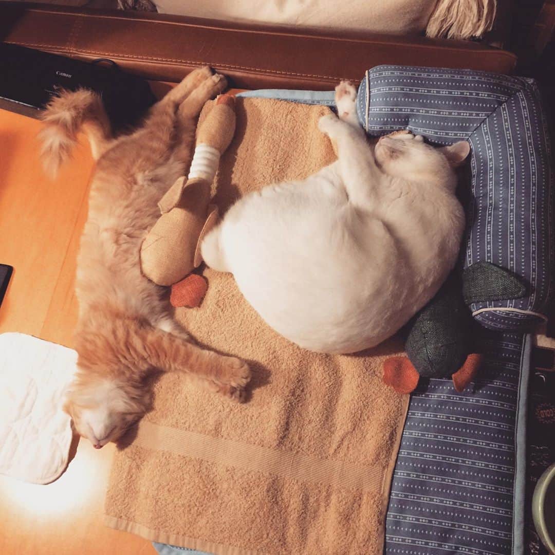 岡田屋鉄蔵のインスタグラム：「「は」かな？」