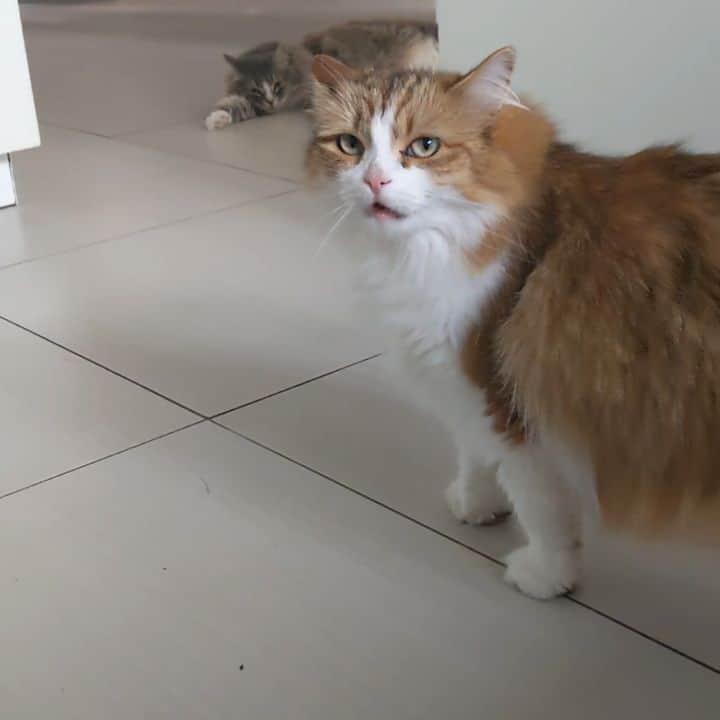 Nila & Miloのインスタグラム：「It's my birthday, and I'd like to know how you want to reward me, human?! (Milo in the background hoping he'll get a few treats too). 😂❤️ #4yearsold #itsmybirthday #siberians #catparty」