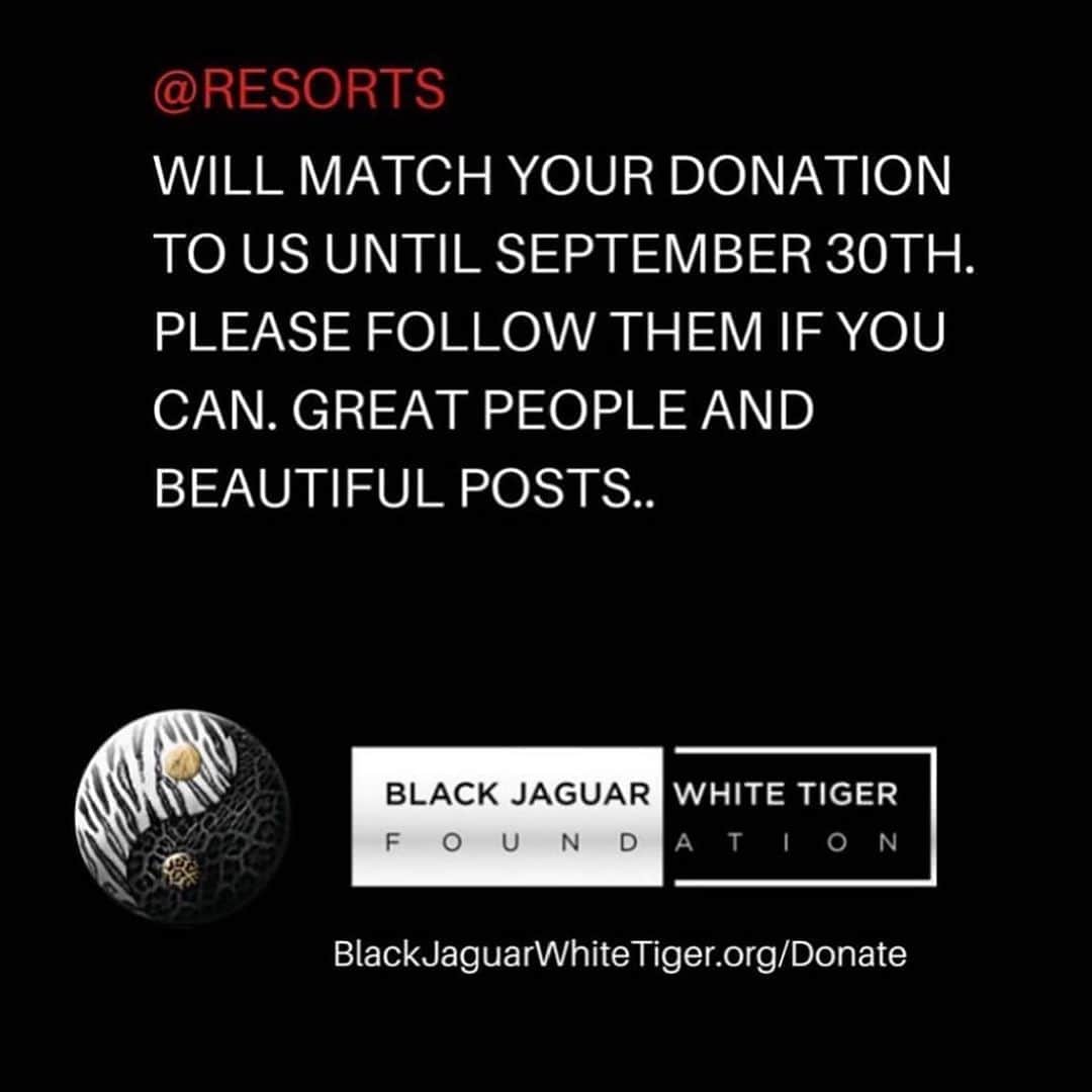 Black Jaguar-White Tiger さんのインスタグラム写真 - (Black Jaguar-White Tiger Instagram)「@RESORTS WILL MATCH YOUR DONATION TO US UNTIL SEPTEMBER 30TH. PLEASE FOLLOW THEM IF YOU CAN. GREAT PEOPLE AND BEAUTIFUL POSTS.  ACTIVE LINK ON OUR BIO OR AT  www.BlackJaguarWhiteTiger.org/Donate」9月1日 5時05分 - blackjaguarwhitetiger