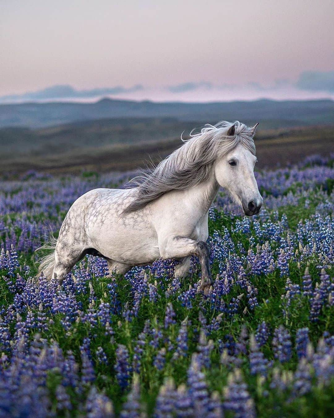 Canon Photographyさんのインスタグラム写真 - (Canon PhotographyInstagram)「Icelandic horse and lupins 🐴 Photography // @petramarita.is Curated by @steffeneisenacher  #cpfeatureme #iceland #icelandichorse #lupins #mystopover #inspiredbyiceland」9月1日 5時07分 - cpcollectives