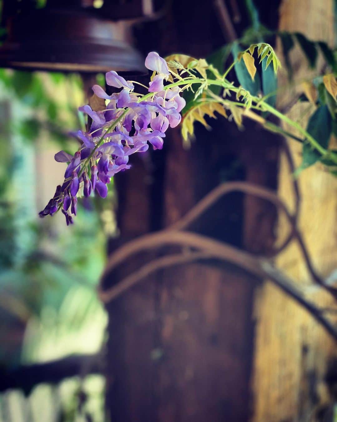 ホリー・マリー・コームズのインスタグラム：「A 2nd bloom? #2020 you’re all sorts of strange.」