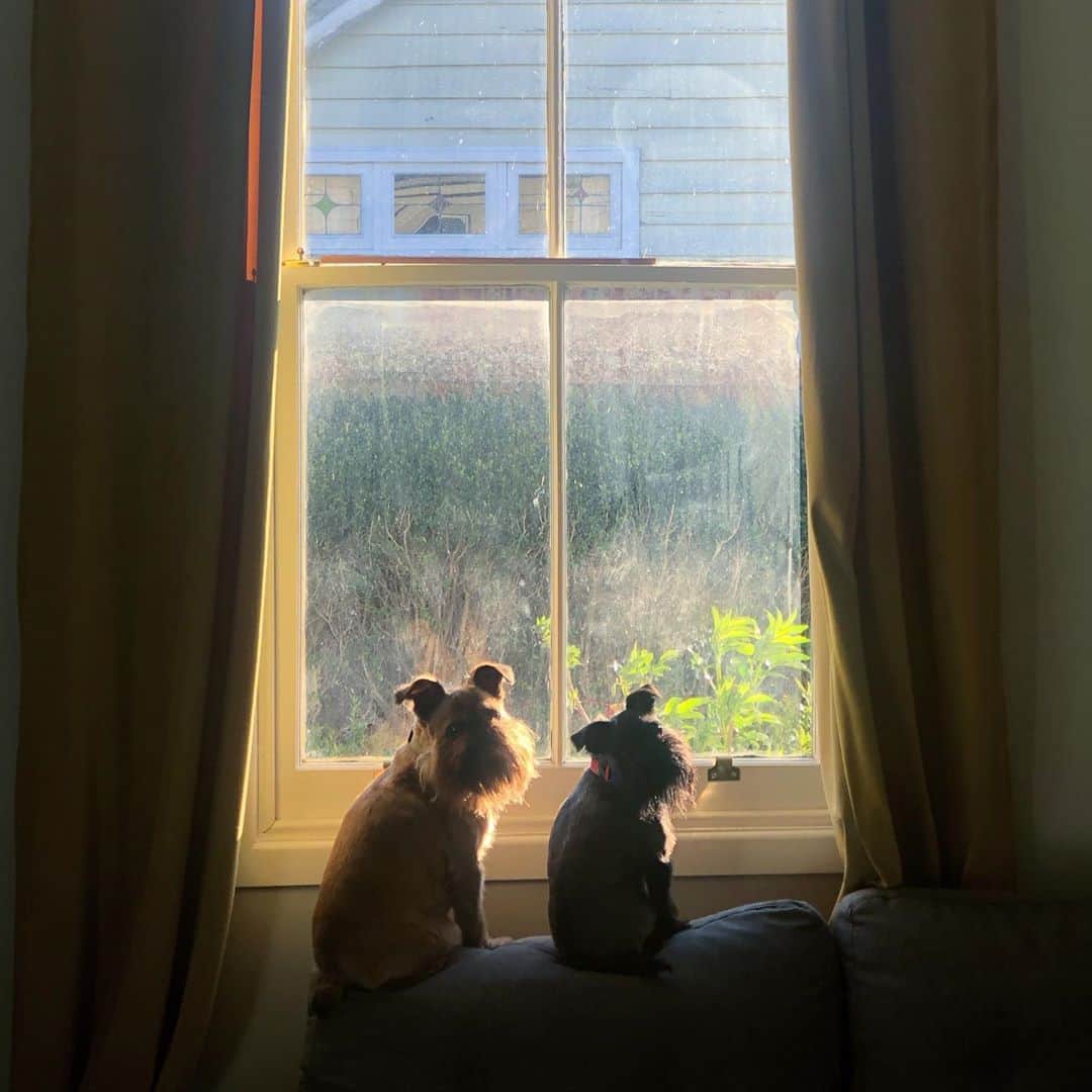 Digby & Aloのインスタグラム：「The Griffon Security Co. making sure the street sweeper doesn’t get into their yard 😤 Also wow we’ve been here all of five minutes and they’ve already put nose prints all over the window #thisiswhywecanthavenicethings」