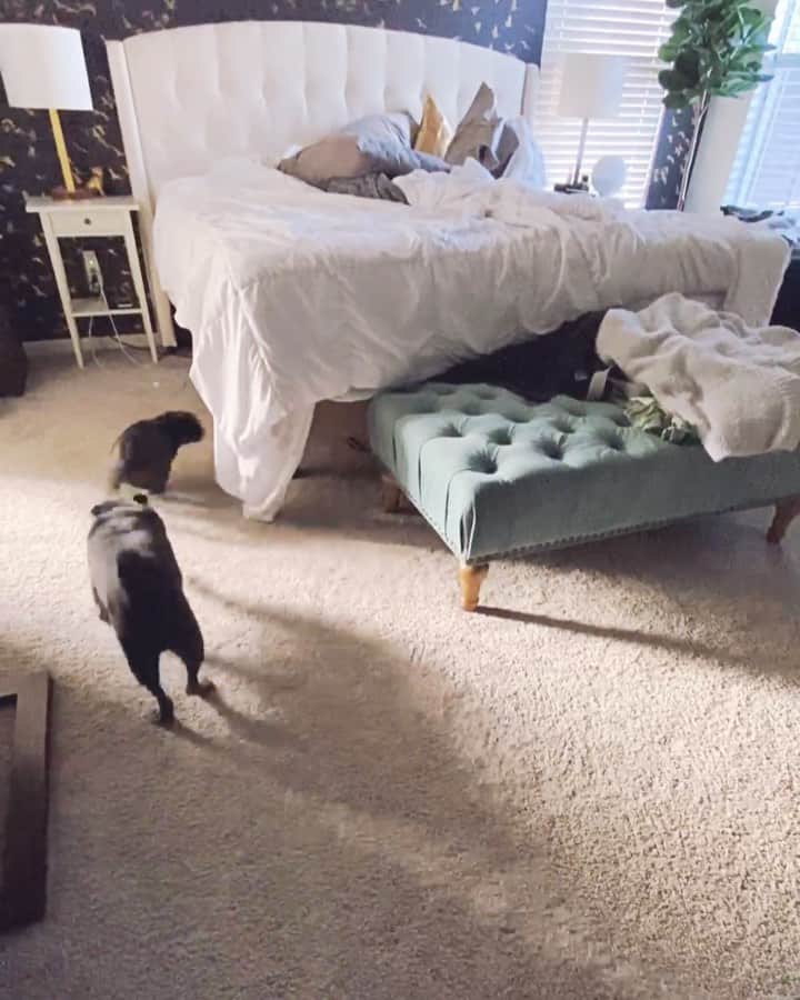 ロッコのインスタグラム：「Ella loves terrorizing Weldon 😂 . . . #pug #puglife #pugstagram #pugsofinstagram #dogsofinstagram #weeklyfluff #theweekoninstagram #austindogs #dogsofbark #thetomcoteshow #teampixel #atx #buzzfeedanimals #speakpug」