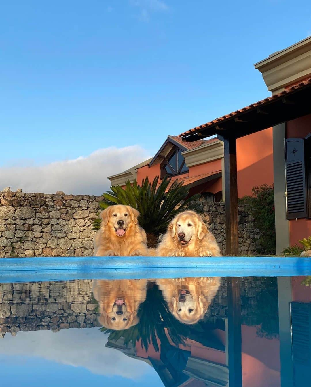 Bobさんのインスタグラム写真 - (BobInstagram)「Um pouquinho da nossa segunda-feira pra vocês 🐾 @hotelvillarossa  . . . #pets #photooftheday #petsofinstagram #instagrammers #instagram #instadaily #vejasp #goldenretriever #goldenretrievers #goldenretrieversofinstagram #dogs #dogstyle #dogoftheday #dogsofinstagram #saopaulo #gudfriends #photography #dogfriendly #hotelaria #turismo #homestay #homeoffice #saoroque #saopaulo」9月1日 6時25分 - bob_marley_goldenretriever