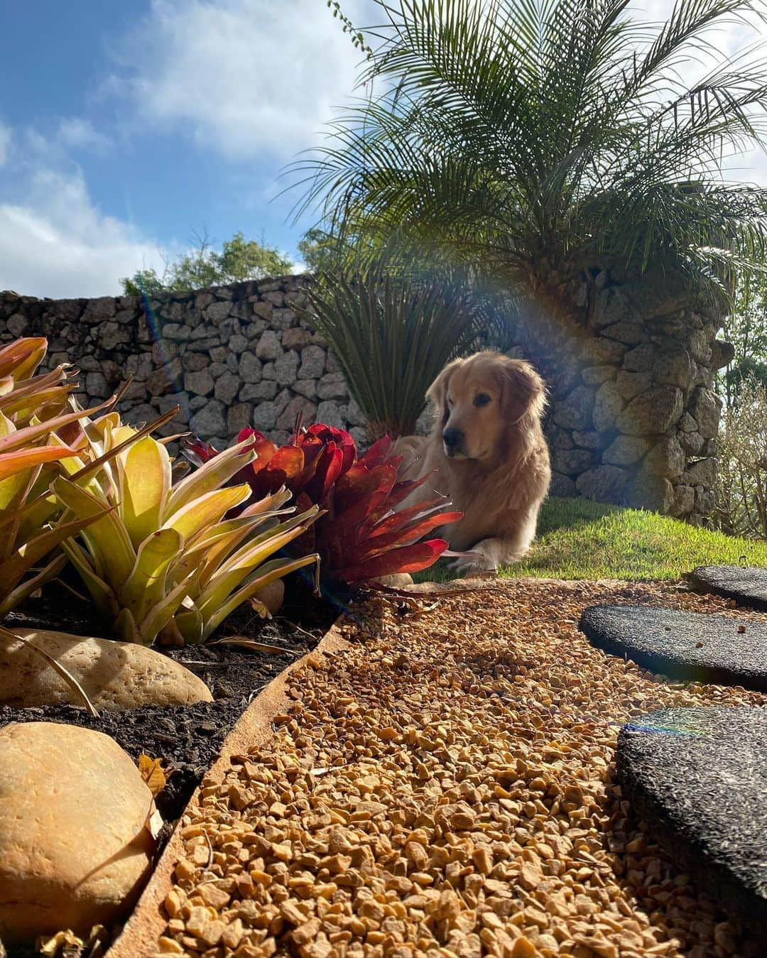 Bobさんのインスタグラム写真 - (BobInstagram)「Um pouquinho da nossa segunda-feira pra vocês 🐾 @hotelvillarossa  . . . #pets #photooftheday #petsofinstagram #instagrammers #instagram #instadaily #vejasp #goldenretriever #goldenretrievers #goldenretrieversofinstagram #dogs #dogstyle #dogoftheday #dogsofinstagram #saopaulo #gudfriends #photography #dogfriendly #hotelaria #turismo #homestay #homeoffice #saoroque #saopaulo」9月1日 6時25分 - bob_marley_goldenretriever