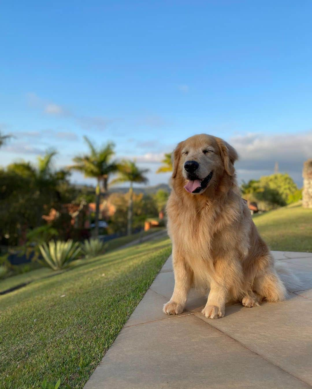 Bobさんのインスタグラム写真 - (BobInstagram)「Um pouquinho da nossa segunda-feira pra vocês 🐾 @hotelvillarossa  . . . #pets #photooftheday #petsofinstagram #instagrammers #instagram #instadaily #vejasp #goldenretriever #goldenretrievers #goldenretrieversofinstagram #dogs #dogstyle #dogoftheday #dogsofinstagram #saopaulo #gudfriends #photography #dogfriendly #hotelaria #turismo #homestay #homeoffice #saoroque #saopaulo」9月1日 6時25分 - bob_marley_goldenretriever