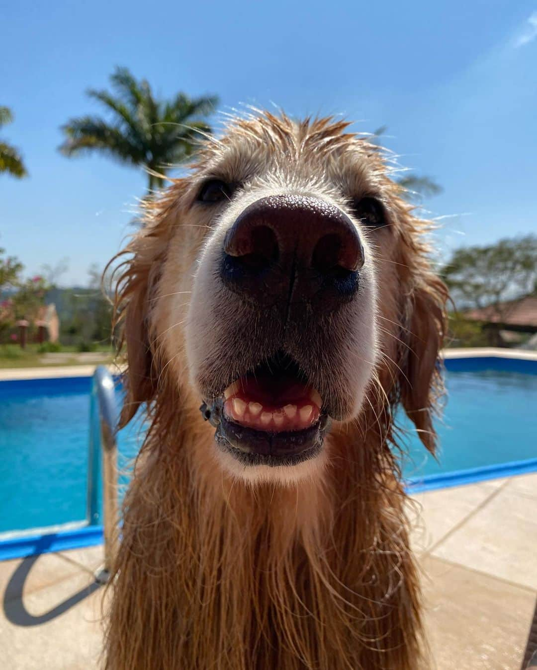 Bobさんのインスタグラム写真 - (BobInstagram)「Um pouquinho da nossa segunda-feira pra vocês 🐾 @hotelvillarossa  . . . #pets #photooftheday #petsofinstagram #instagrammers #instagram #instadaily #vejasp #goldenretriever #goldenretrievers #goldenretrieversofinstagram #dogs #dogstyle #dogoftheday #dogsofinstagram #saopaulo #gudfriends #photography #dogfriendly #hotelaria #turismo #homestay #homeoffice #saoroque #saopaulo」9月1日 6時25分 - bob_marley_goldenretriever