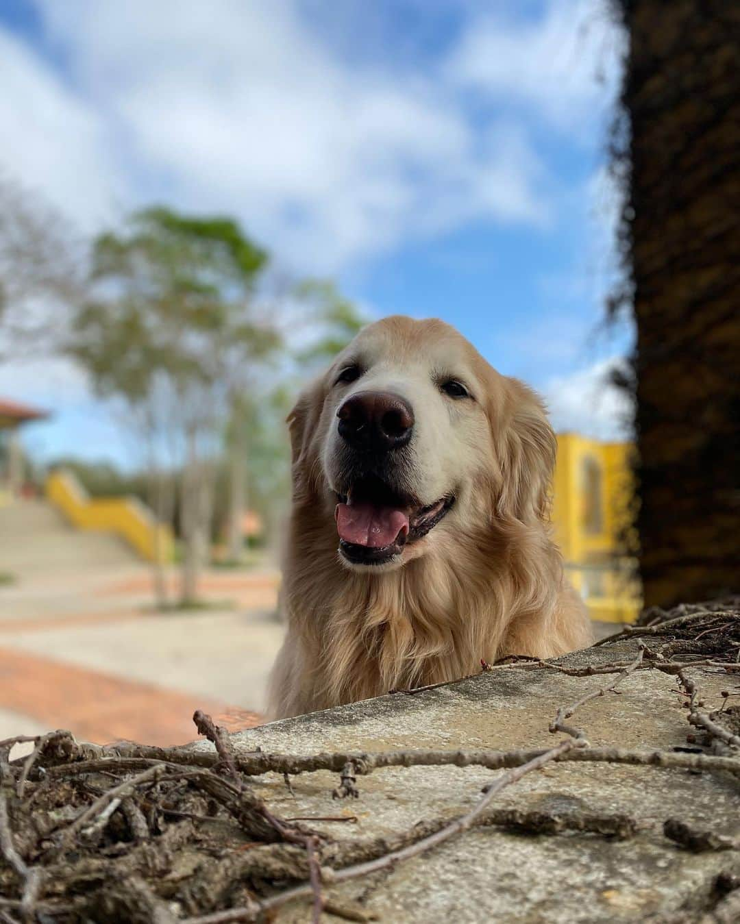 Bobさんのインスタグラム写真 - (BobInstagram)「Um pouquinho da nossa segunda-feira pra vocês 🐾 @hotelvillarossa  . . . #pets #photooftheday #petsofinstagram #instagrammers #instagram #instadaily #vejasp #goldenretriever #goldenretrievers #goldenretrieversofinstagram #dogs #dogstyle #dogoftheday #dogsofinstagram #saopaulo #gudfriends #photography #dogfriendly #hotelaria #turismo #homestay #homeoffice #saoroque #saopaulo」9月1日 6時25分 - bob_marley_goldenretriever