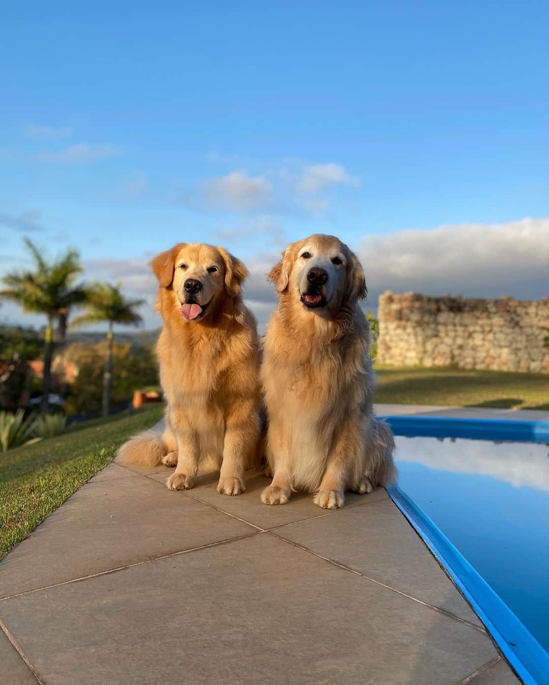 Bobさんのインスタグラム写真 - (BobInstagram)「Um pouquinho da nossa segunda-feira pra vocês 🐾 @hotelvillarossa  . . . #pets #photooftheday #petsofinstagram #instagrammers #instagram #instadaily #vejasp #goldenretriever #goldenretrievers #goldenretrieversofinstagram #dogs #dogstyle #dogoftheday #dogsofinstagram #saopaulo #gudfriends #photography #dogfriendly #hotelaria #turismo #homestay #homeoffice #saoroque #saopaulo」9月1日 6時25分 - bob_marley_goldenretriever