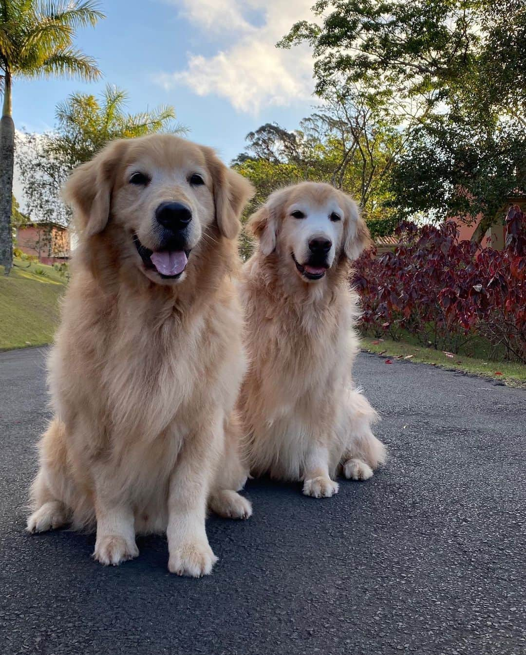 Bobさんのインスタグラム写真 - (BobInstagram)「Um pouquinho da nossa segunda-feira pra vocês 🐾 @hotelvillarossa  . . . #pets #photooftheday #petsofinstagram #instagrammers #instagram #instadaily #vejasp #goldenretriever #goldenretrievers #goldenretrieversofinstagram #dogs #dogstyle #dogoftheday #dogsofinstagram #saopaulo #gudfriends #photography #dogfriendly #hotelaria #turismo #homestay #homeoffice #saoroque #saopaulo」9月1日 6時25分 - bob_marley_goldenretriever