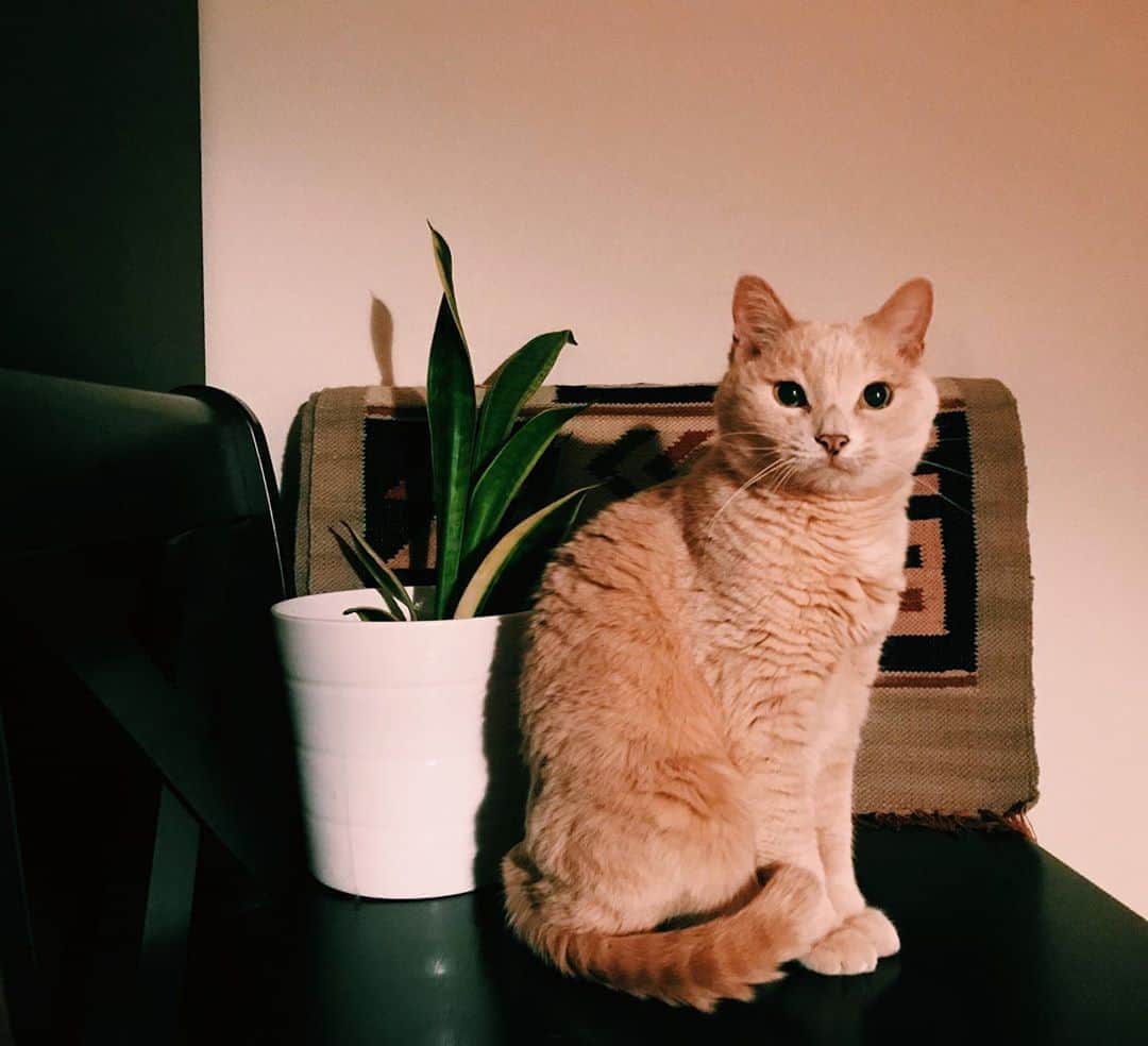 のインスタグラム：「月命日のひと。  #水丸さん　#クリーム猫　#cat #imissyou」