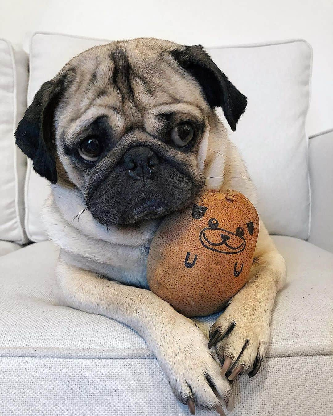 itsdougthepugさんのインスタグラム写真 - (itsdougthepugInstagram)「Mr. Pugtato is friend, not food 🥔  Original pugtato art by @ladyaxolotl, she has great pugtato books!!」9月1日 6時45分 - itsdougthepug